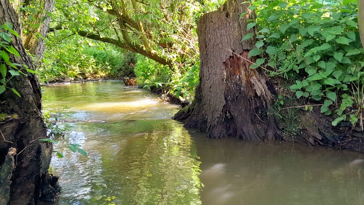 Bachlauf Ober-Mörlen_Foto_Wetteraukreis.jpg