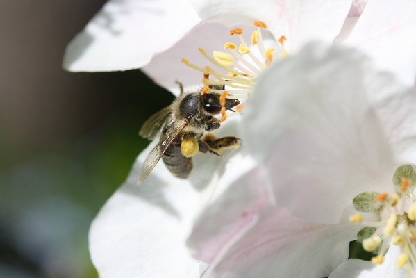 Makro_Blüte-Biene (13).JPG